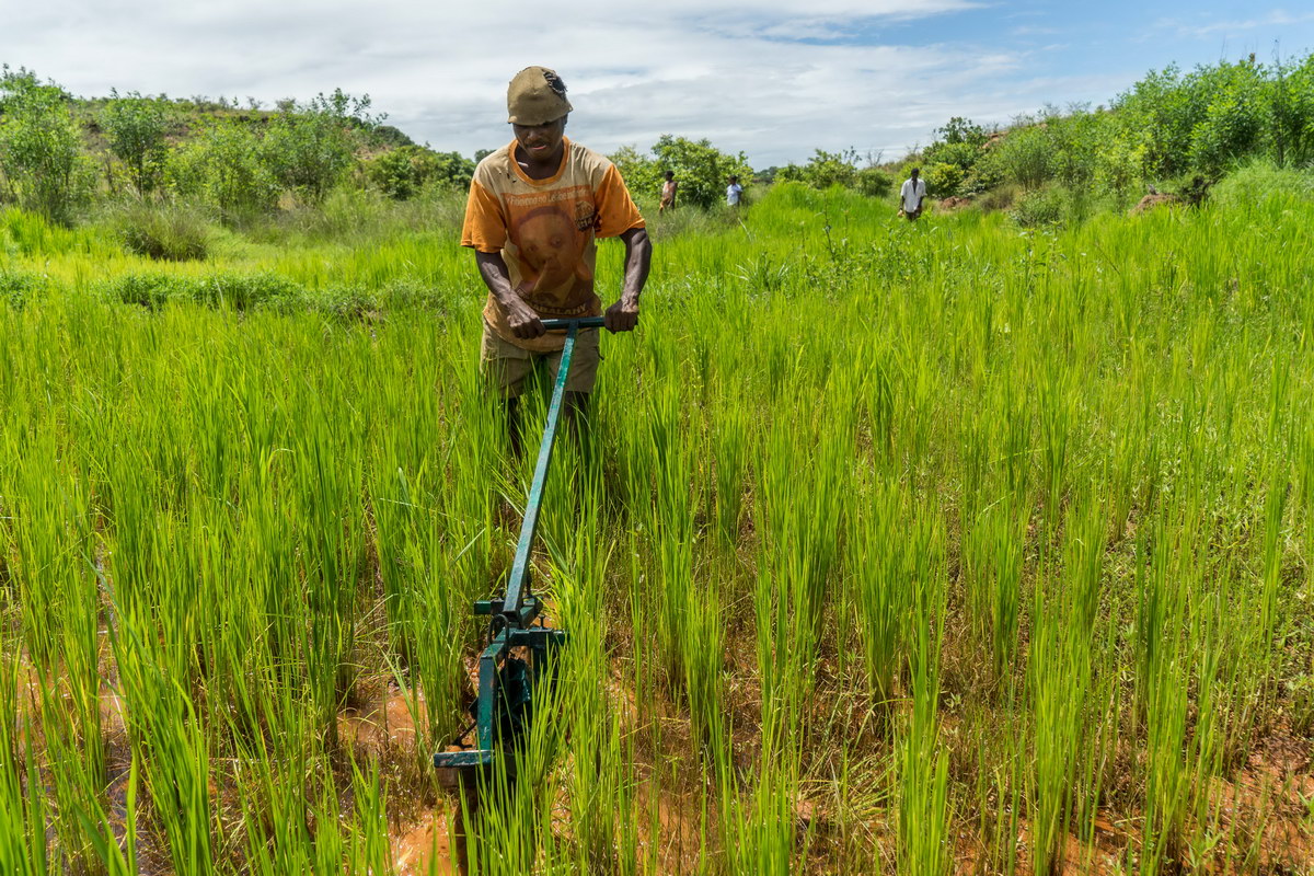 akf-madagascar-22rice_farmingsofia